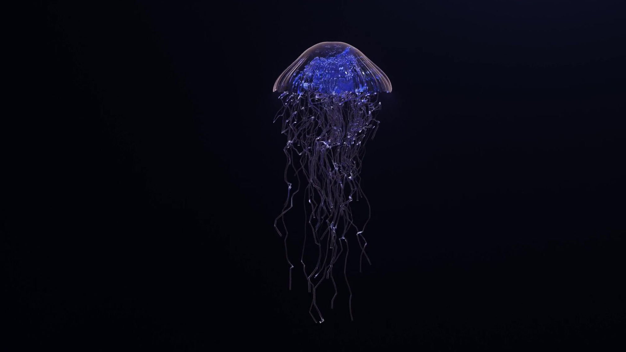 Jellyfish